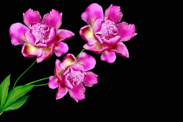 Färgglada ljusa blommor pioner isolerad på svart bakgrund. — Stockfoto