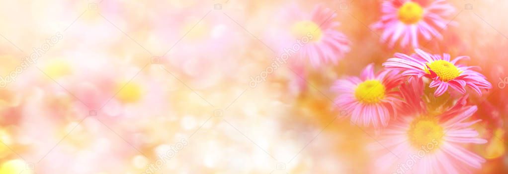 Colorful chrysanthemum flowers on a background of the autumn lan