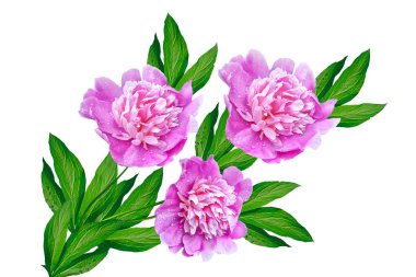 Renkli parlak beyaz arka plan üzerinde izole peonies çiçekler.