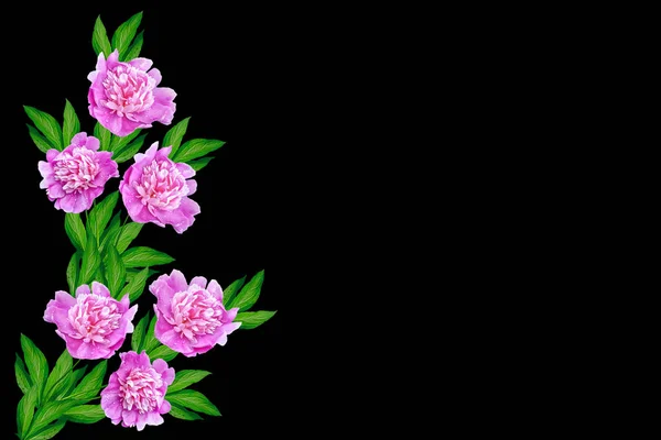 Colorful bright flowers peonies isolated on black background. — Stock Photo, Image