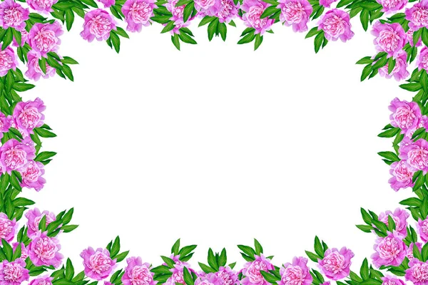 Bunte helle Blumen Pfingstrosen isoliert auf weißem Hintergrund. — Stockfoto