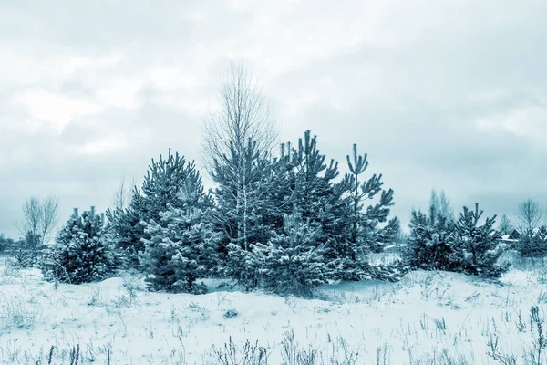 雪に覆われた木々が凍る冬の森. — ストック写真