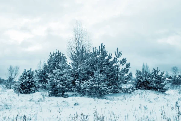 Bevroren winterbos met besneeuwde bomen. — Stockfoto