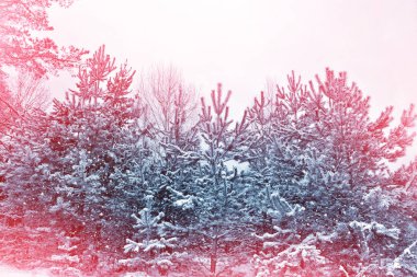  Karla kaplı ağaçlarla donuk kış ormanı.