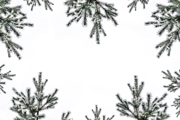 Grenarna av snö täckta träd julgran — Stockfoto
