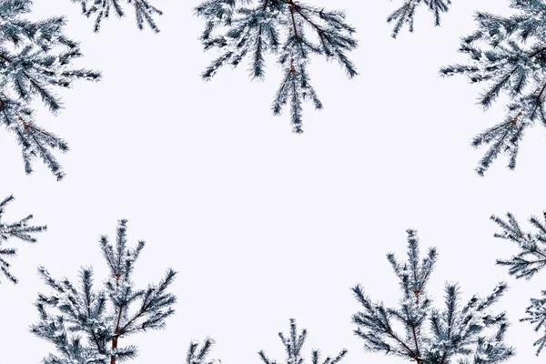 I rami dell'albero coperto di neve Albero di Natale — Foto Stock