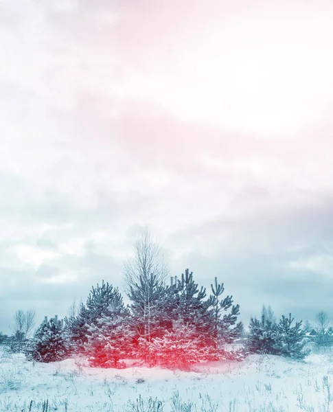 Floresta de inverno congelada com árvores cobertas de neve. — Fotografia de Stock