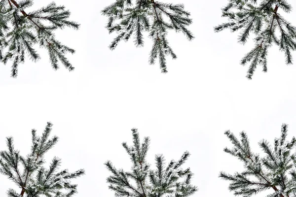 Os ramos da árvore coberta de neve árvore de Natal — Fotografia de Stock