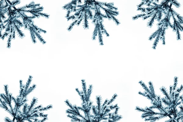 De takken van de kerstboom van sneeuw bedekte boom — Stockfoto