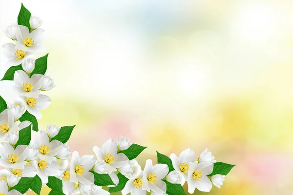 Weißer Jasmin der Zweig zarte Frühlingsblumen — Stockfoto