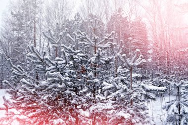  Karla kaplı ağaçlarla donuk kış ormanı.