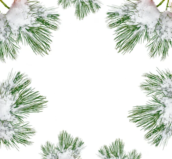 Τα κλαδιά του καλύπτονται δέντρο χιόνι χριστουγεννιάτικο δέντρο — Φωτογραφία Αρχείου