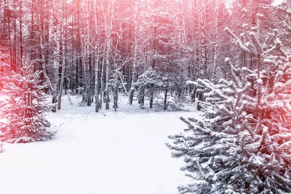 Bevroren winterbos met besneeuwde bomen. — Stockfoto