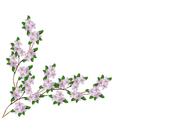 アップルは、白い背景で隔離の開花枝。春 — ストック写真
