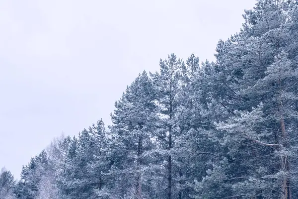 雪に覆われた木々が凍る冬の森. — ストック写真