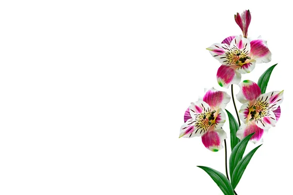 Barevné světlé květy kosatců na bílém pozadí. — Stock fotografie