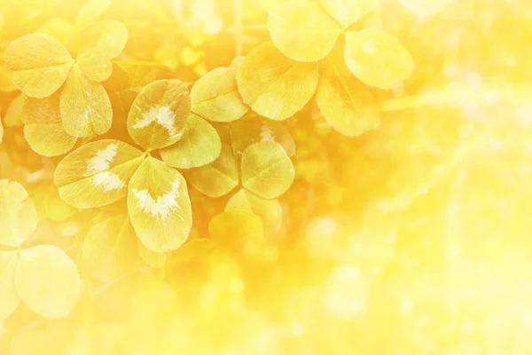Grüne Kleeblätter auf einer Sommerlandschaft im Hintergrund — Stockfoto