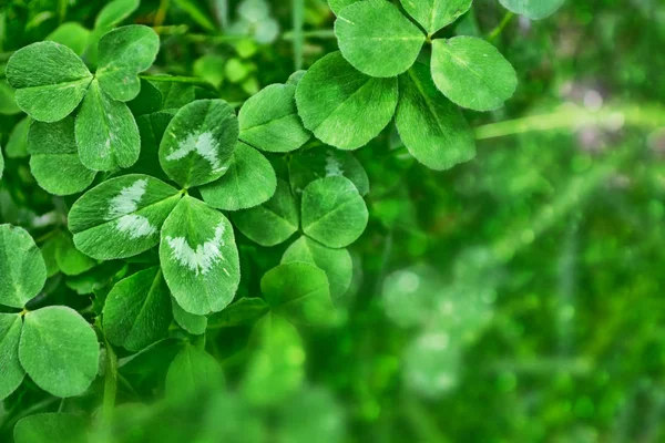 Grön växt av släkten Trifolium blad på en bakgrund sommar landskap — Stockfoto