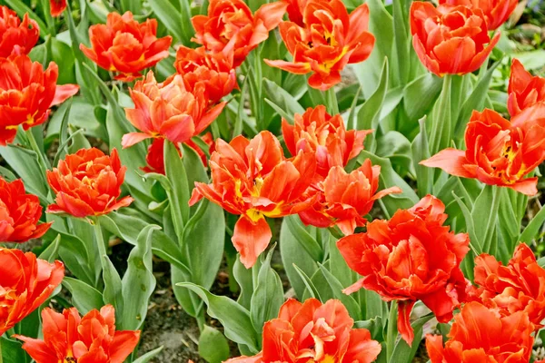 Bright and colorful flowers tulips — Stock Photo, Image