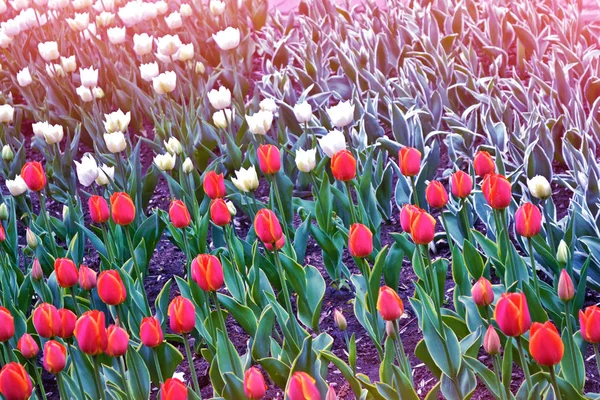 Bright and colorful flowers tulips — Stock Photo, Image