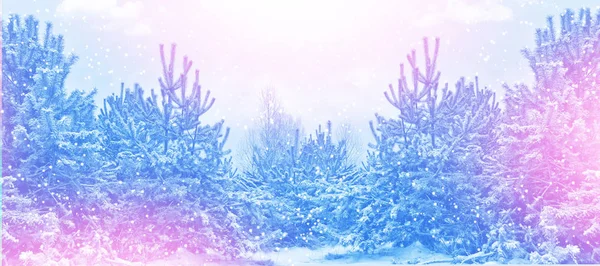 बर्फ से ढके हुए पेड़ों के साथ जमे हुए शीतकालीन वन . — स्टॉक फ़ोटो, इमेज