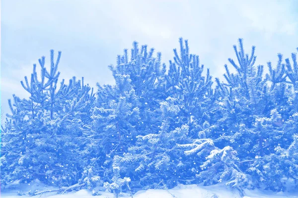 Bevroren winterbos met besneeuwde bomen. — Stockfoto