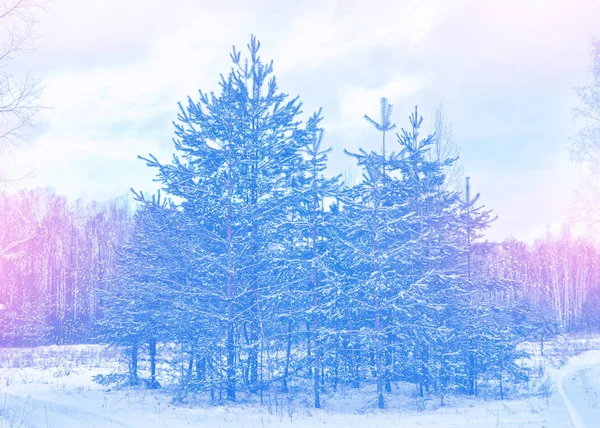 Floresta de inverno congelada com árvores cobertas de neve. — Fotografia de Stock