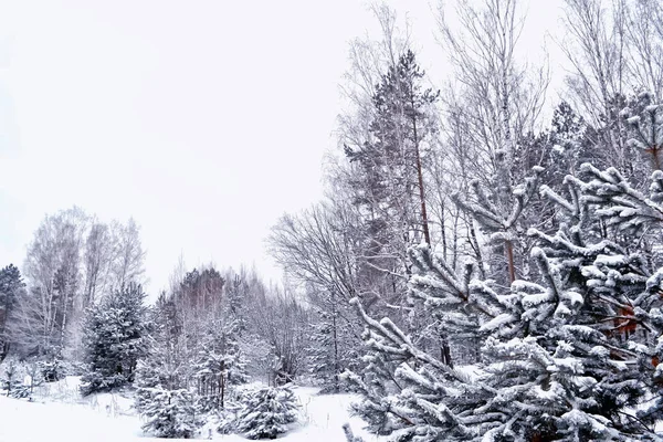 Floresta de inverno congelada com árvores cobertas de neve. — Fotografia de Stock