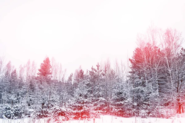 Floresta de inverno congelada com árvores cobertas de neve. — Fotografia de Stock