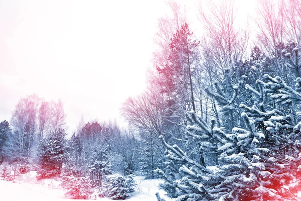 Bosque de invierno congelado con árboles cubiertos de nieve. — Foto de Stock