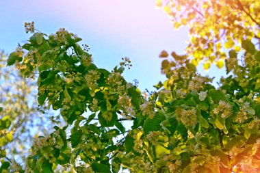 Çiçekli ıhlamur ağacı bahar l arka plan üzerinde fışkın