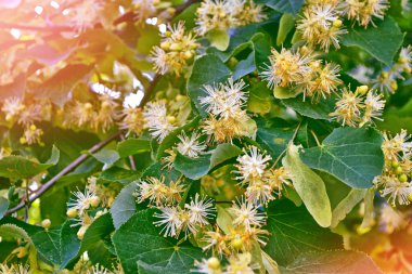 Çiçekli ıhlamur ağacı bahar l arka plan üzerinde fışkın