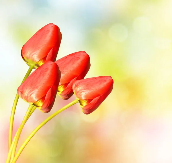 Bright and colorful flowers tulips — Stock Photo, Image