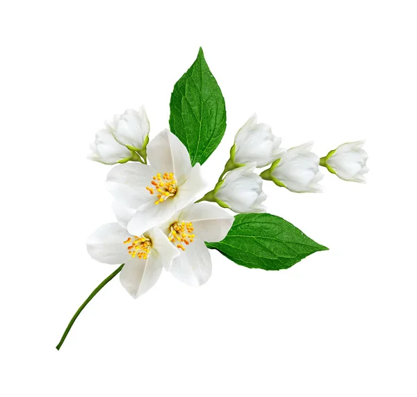 Tak van jasmijn bloemen geïsoleerd op witte achtergrond — Stockfoto