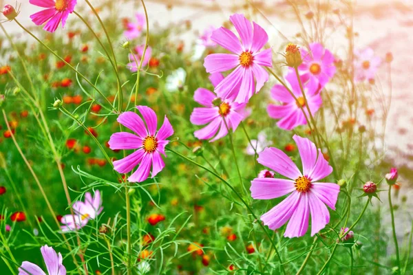 Coloridas flores del cosmos sobre un fondo de paisaje de verano. —  Fotos de Stock