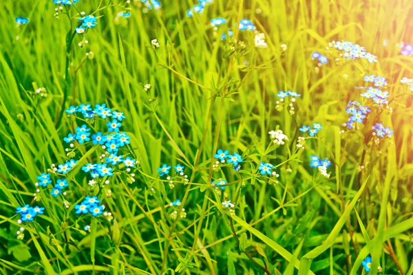 Me-nots Wildblumen auf dem Hintergrund der Sommerlandschaft. — Stockfoto