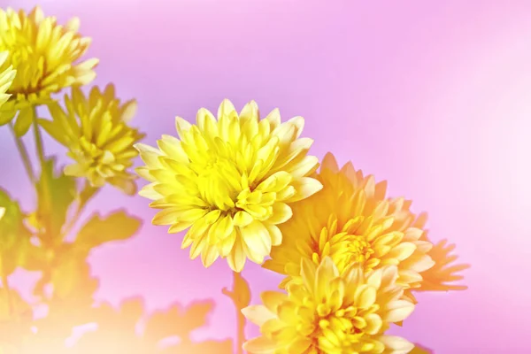 Kleurrijke chrysant bloemen op een achtergrond van de herfst lan — Stockfoto