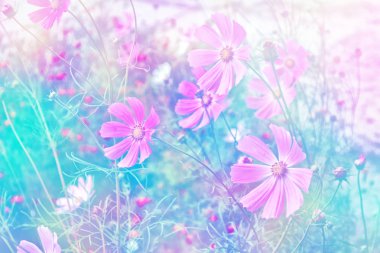 Yaz manzarasının arka planında renkli kozmos çiçekleri.