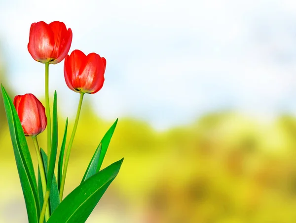 Flores brillantes y coloridas tulipanes — Foto de Stock