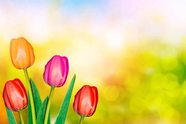 Tulipani di fiori lucenti e colorati — Foto Stock