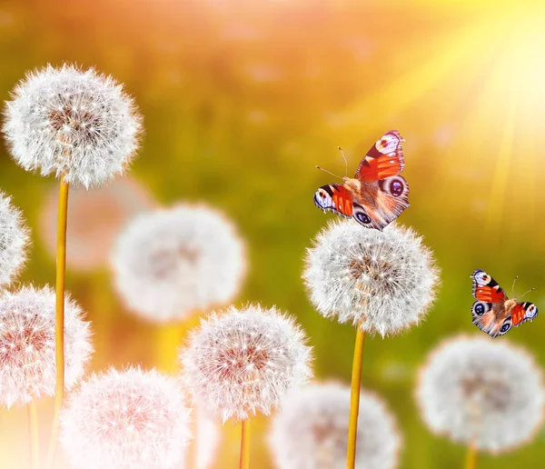 Pluizige paardebloem bloemen op een achtergrond van het landschap van de lente — Stockfoto