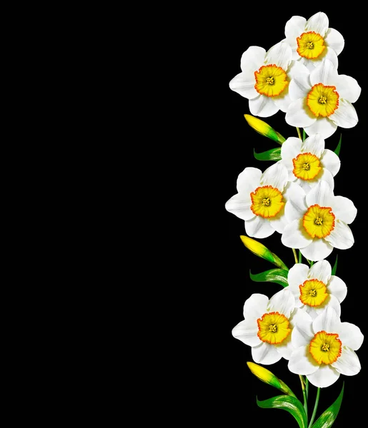 Flores de primavera narciso — Foto de Stock