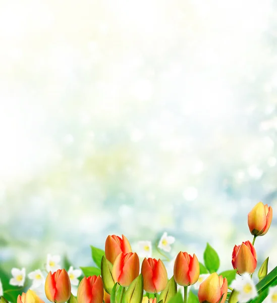 Des fleurs lumineuses et colorées tulipes sur le fond du printemps l — Photo