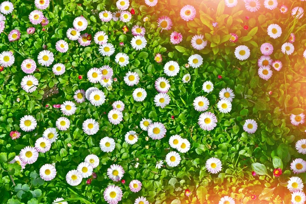 Vita ljus daisy blommor på en bakgrund av den sommaren landskap — Stockfoto