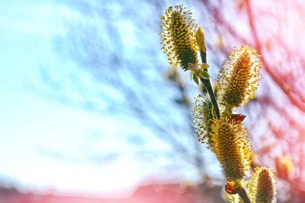 Blossoming branch of a willow on a background summer landscape. — Stock Photo, Image