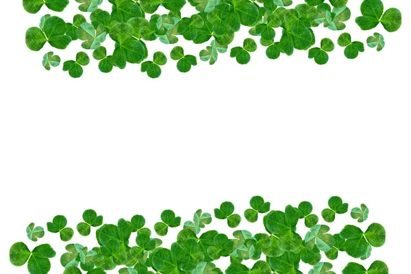 Groene klaver vertrekt geïsoleerd op witte achtergrond. Van St.Patrick — Stockfoto