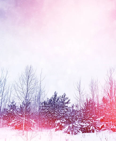 霜の中の森。冬の風景。雪に覆われた木. — ストック写真