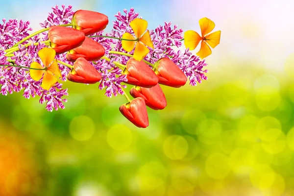 Trossen bloemen van lila — Stockfoto