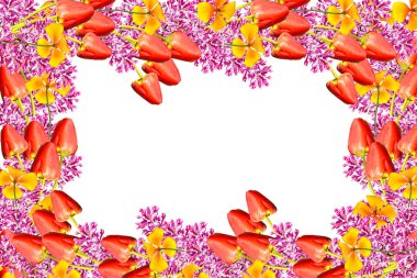 bahar çiçekleri beyaz arkaplanda izole laleler. 