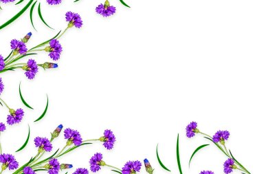 Beyaz arka plan üzerinde izole papatyalar yaz çiçek. 